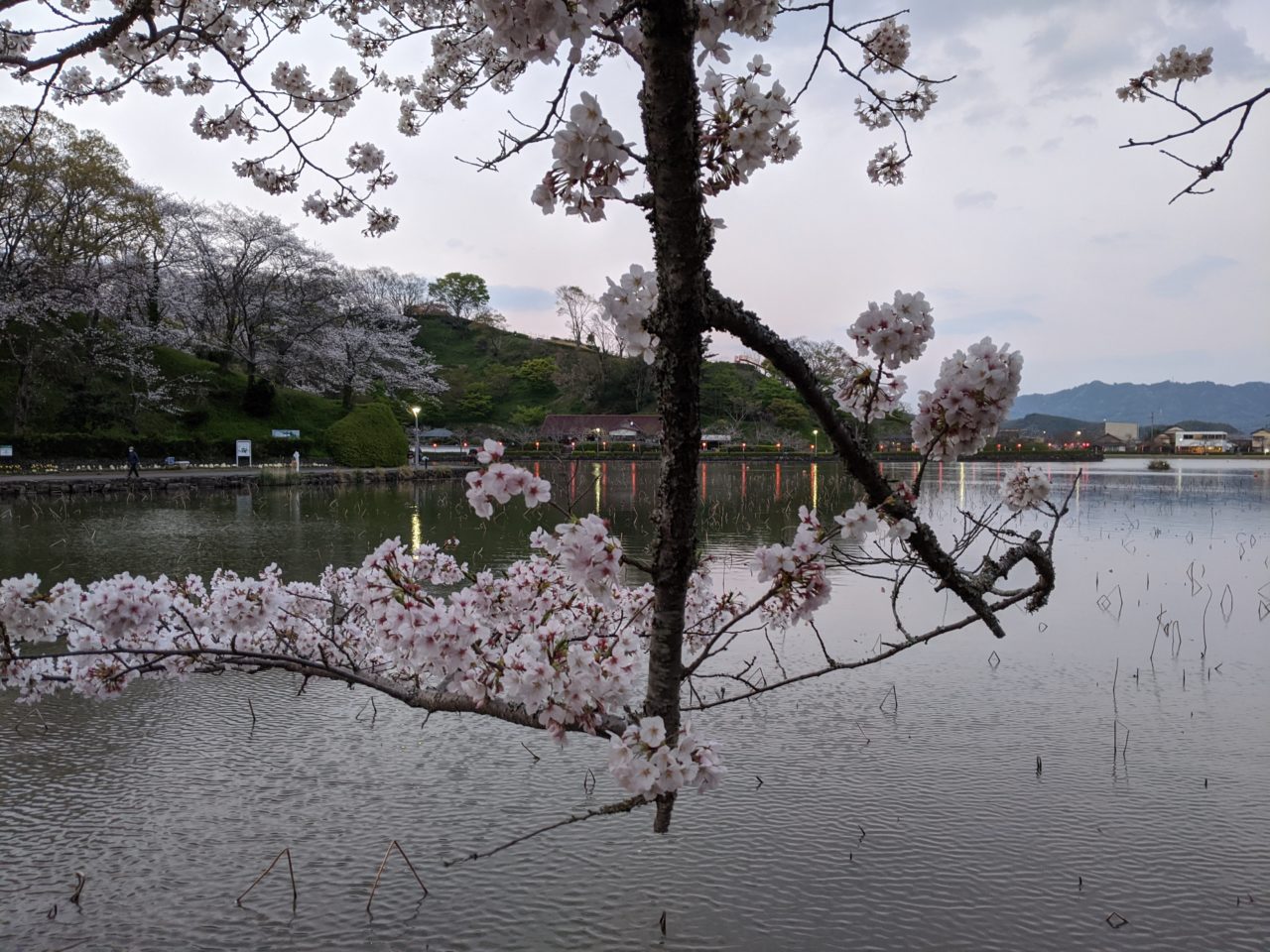 蓮華寺公園の桜